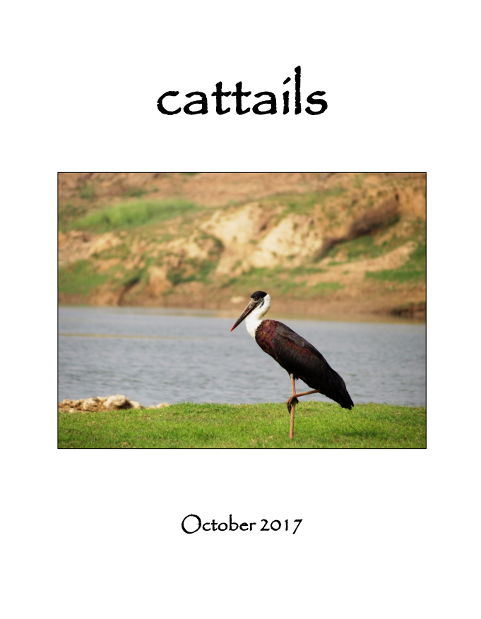 cattails